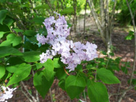 ４月の植木の様子