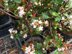 ４月の植木の様子
