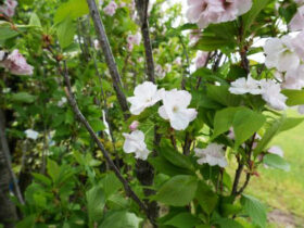 ４月の植木の様子