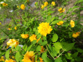 ４月の植木の様子