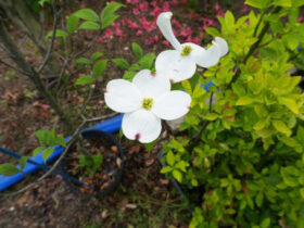 ４月の植木の様子
