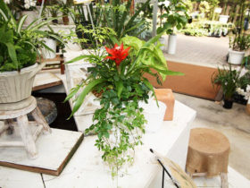 観葉植物の寄せ植え