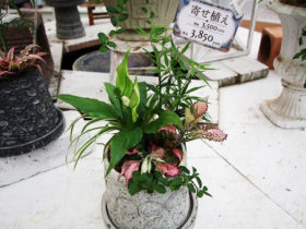 観葉植物の寄せ植え