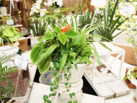 観葉植物の寄せ植え