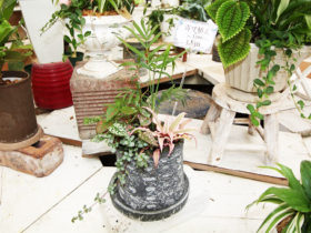 観葉植物の寄せ植え