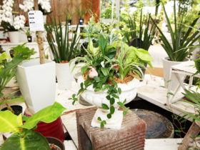 観葉植物の寄せ植え