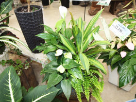 観葉植物の寄せ植え