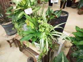 観葉植物の寄せ植え