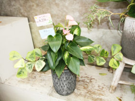 観葉植物の寄せ植え