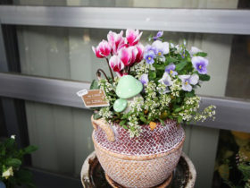 観葉植物の寄せ植え