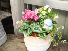 観葉植物の寄せ植え