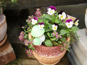 観葉植物の寄せ植え