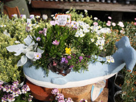 スタッフ作の寄せ植え