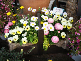 スタッフ作の寄せ植え