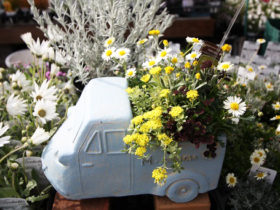 スタッフ作の寄せ植え