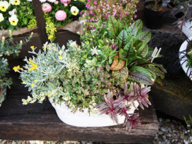スタッフ作の寄せ植え