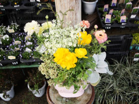 スタッフ作の寄せ植え