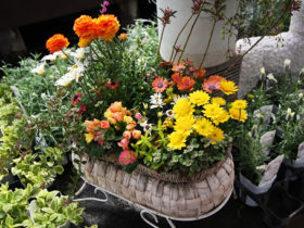 スタッフ作の寄せ植え