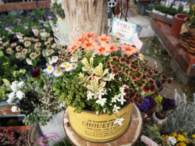 スタッフ作の寄せ植え