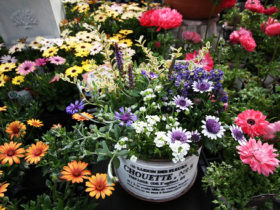 スタッフ作の寄せ植え