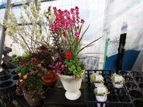スタッフ作の寄せ植え