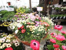 スタッフ作の寄せ植え