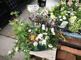 スタッフ作の寄せ植え