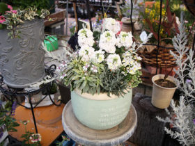 スタッフ作の寄せ植え