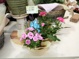 スタッフ作の寄せ植え