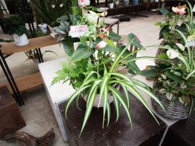 スタッフ作の寄せ植え