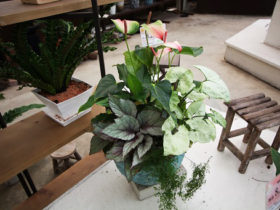 スタッフ作の寄せ植え