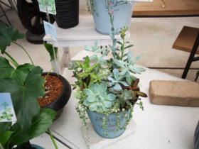 スタッフ作の寄せ植え