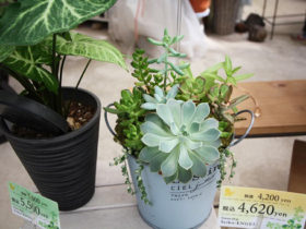 スタッフ作の寄せ植え