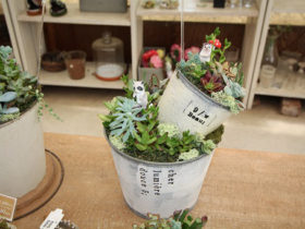 スタッフ作の寄せ植え