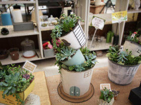 スタッフ作の寄せ植え