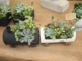 スタッフ作の寄せ植え