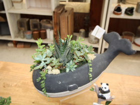 スタッフ作の寄せ植え