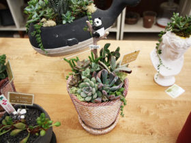 スタッフ作の寄せ植え