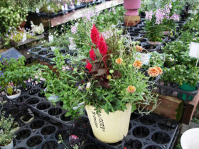 スタッフ作の寄せ植え