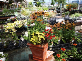 スタッフ作の寄せ植え