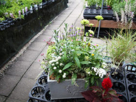 スタッフ作の寄せ植え