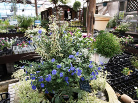 スタッフ作の寄せ植え