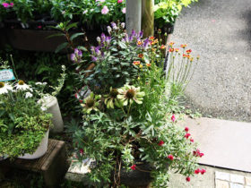スタッフ作の寄せ植え