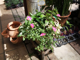 スタッフ作の寄せ植え