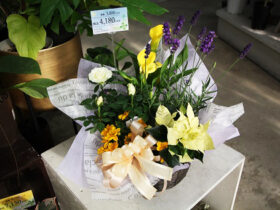 スタッフ作の寄せ植え