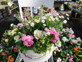 スタッフ作の寄せ植え