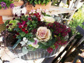 スタッフ作の寄せ植え