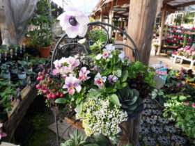 スタッフ作の寄せ植え