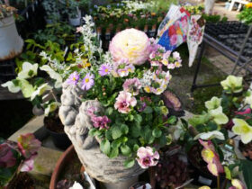 スタッフ作の寄せ植え