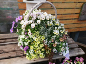 スタッフ作の寄せ植え